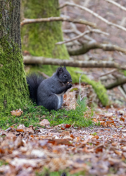 104 Sortegern 70 x 50 cm