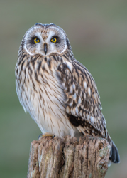 105 Mosehornugle 70 x 50 cm