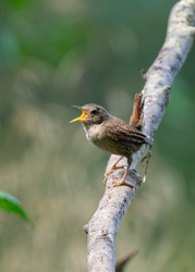 113 Gæredsmutte 70 x 50 cm