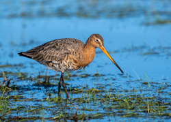 117 Stor kobbersneppe 70 x 50 cm