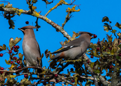 121 Silkehale 70 x 50 cm