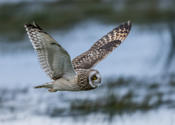 122 Mosehornugle 70 x 50 cm