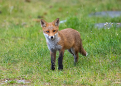 123 Ræveunge 70 x 50 cm