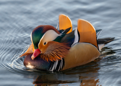 126 Mandarinand 70 x 50 cm