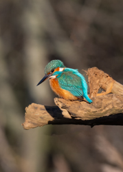 130 Isfugl 70 x 50 cm