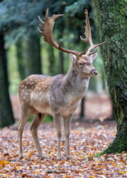 131 Dådyr 70 x 50 cm