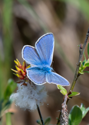 132 Almindelig blåfugl 70 x 50 cm